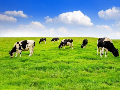 Cows,On,A,Green,Field,And,Blue,Sky.