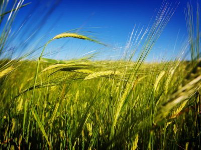 Wheat,Field,,Close,Up,Shot